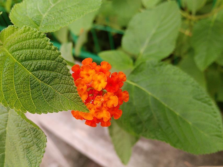 非专业设计拍非专业照片；（图ZMTIzMzM5OTc2） - 产品摄影 - 站酷设计师爱吃雪梨的布鲁鲁原创素材 - 站酷ZCOOL