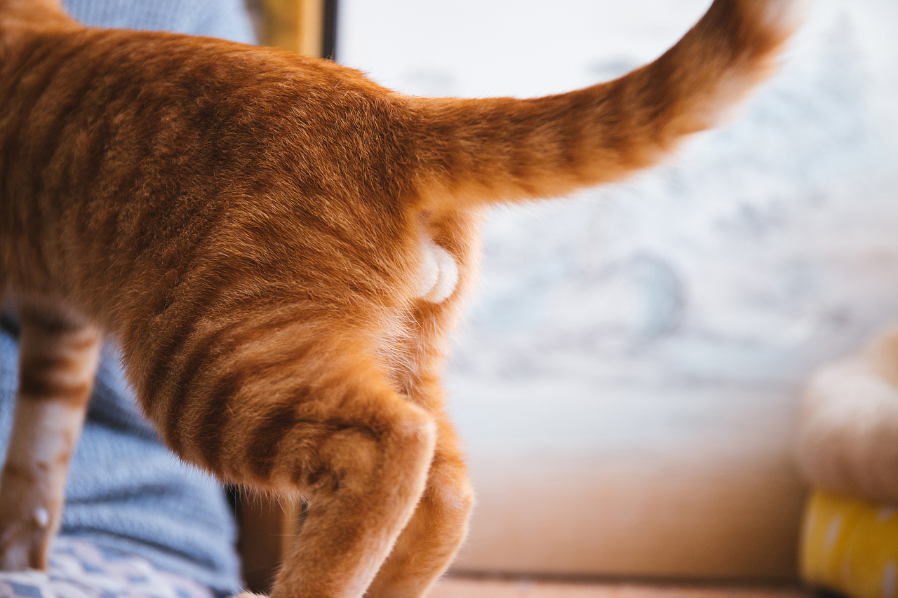 Farewell 2018【克查原创作品30】（图ZMTQwMTY0Njcy） - 宠物摄影 - 站酷设计师克查原创素材 - 站酷ZCOOL