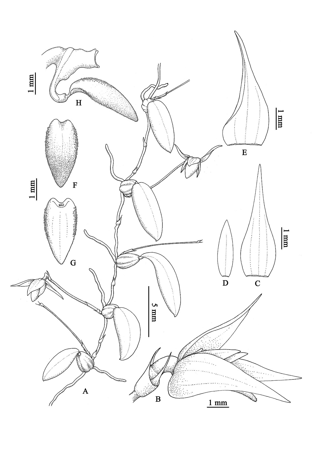 新种-Bulbophyllum nematocaulon（图ZMjg1MTQ1MTA4） - 绘画 - 站酷设计师寻山追水原创素材 - 站酷ZCOOL