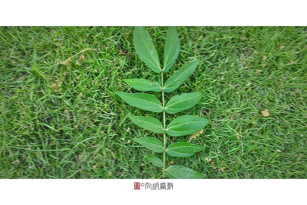 手机随拍。（图ZMTY2NTc0MDcy） - 风光摄影 - 站酷设计师o大象叔叔o原创素材 - 站酷ZCOOL