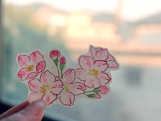 樱。