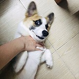 拔颈的头像