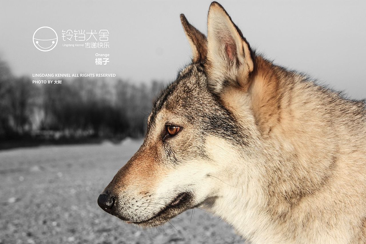 每个男人都想拥有一只狼