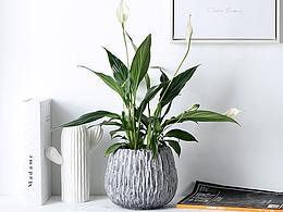 花盆