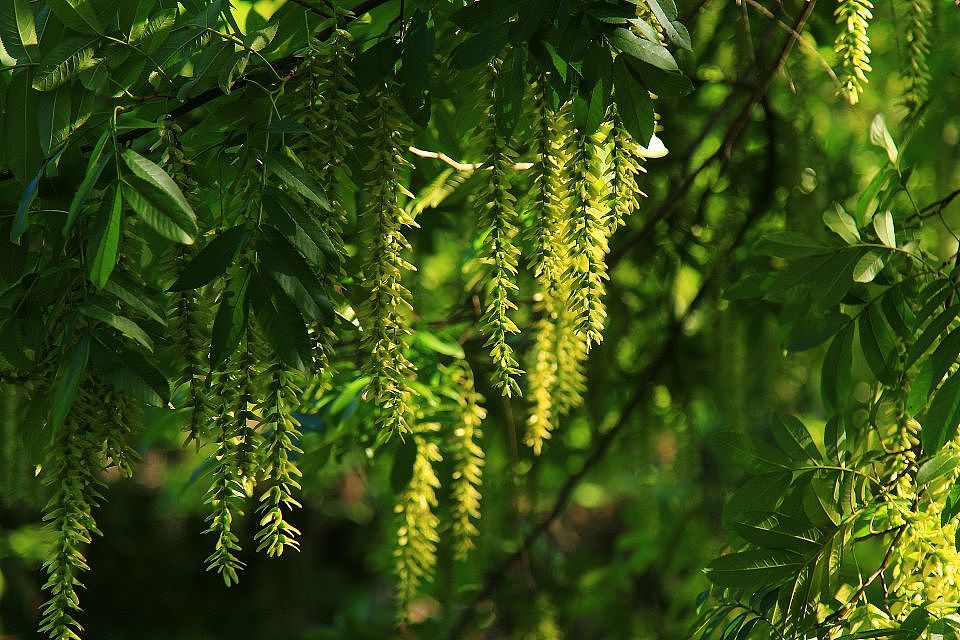 公园里最后一波花