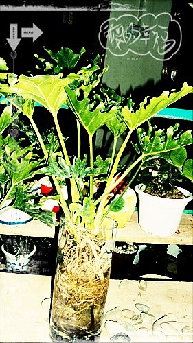 跟了我們家十多年的卷毛（圖ZMTE3OTkzNg==） - 人文/紀(jì)實(shí)攝影 - 站酷設(shè)計(jì)師麥笨笨原創(chuàng)素材 - 站酷ZCOOL