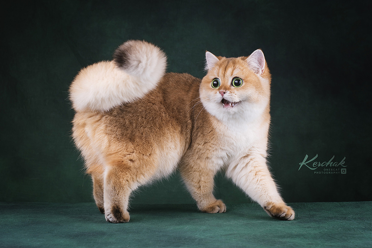 Cute Kitten【克查原创作品26】