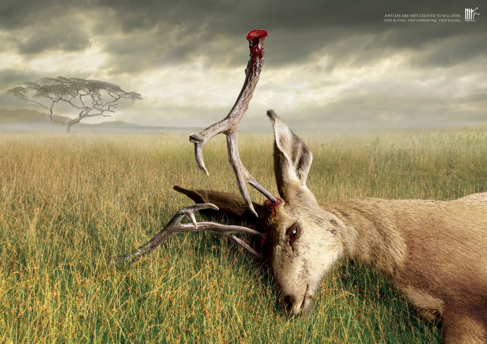 公益海报野生动物动物保护野生保护协会世界动植物日动物折页背景板