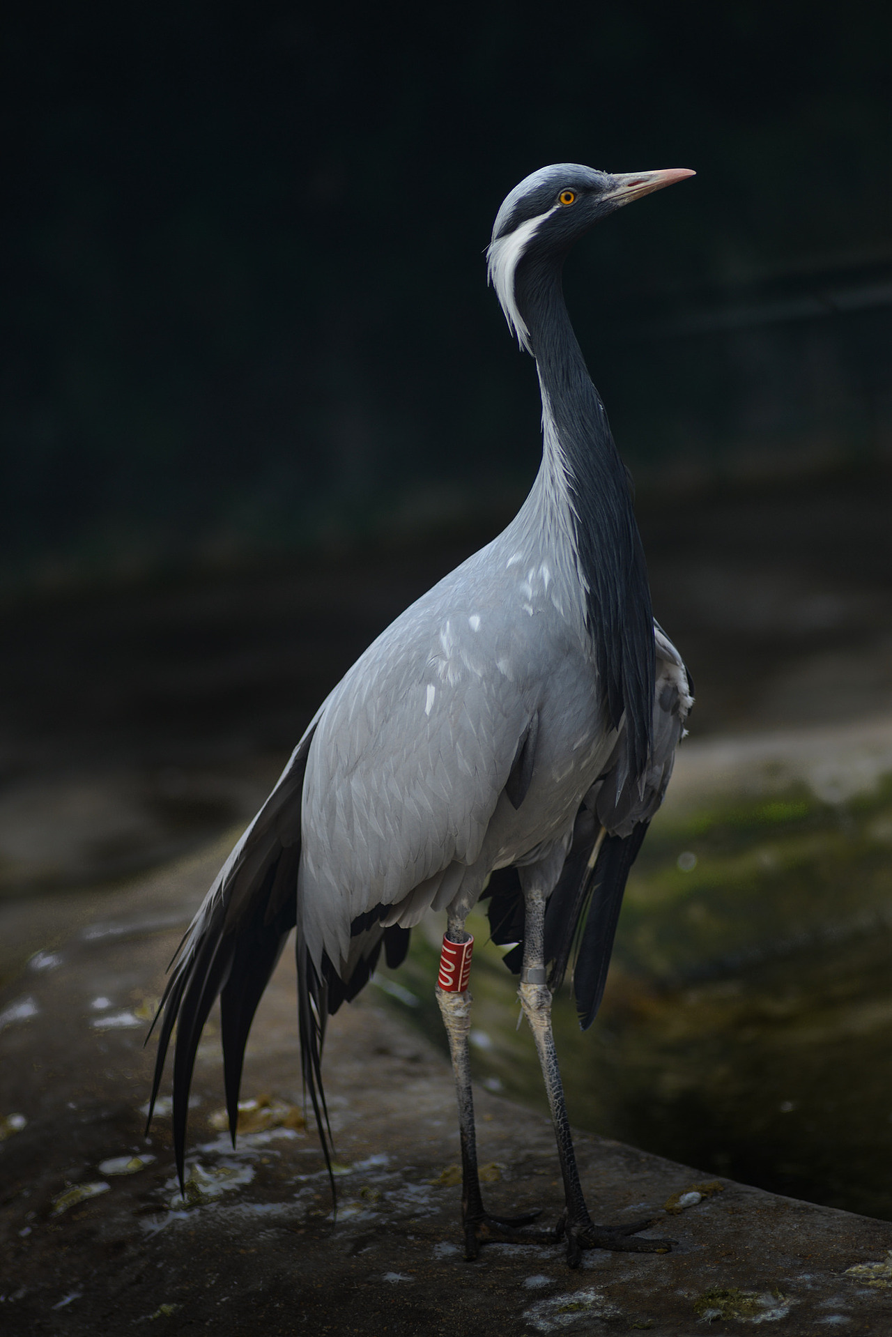 红山动物园的动物们(1)