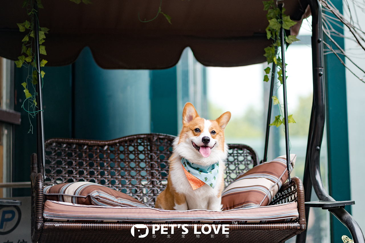 【恐龙】宠物摄影上海站-柯基麻将