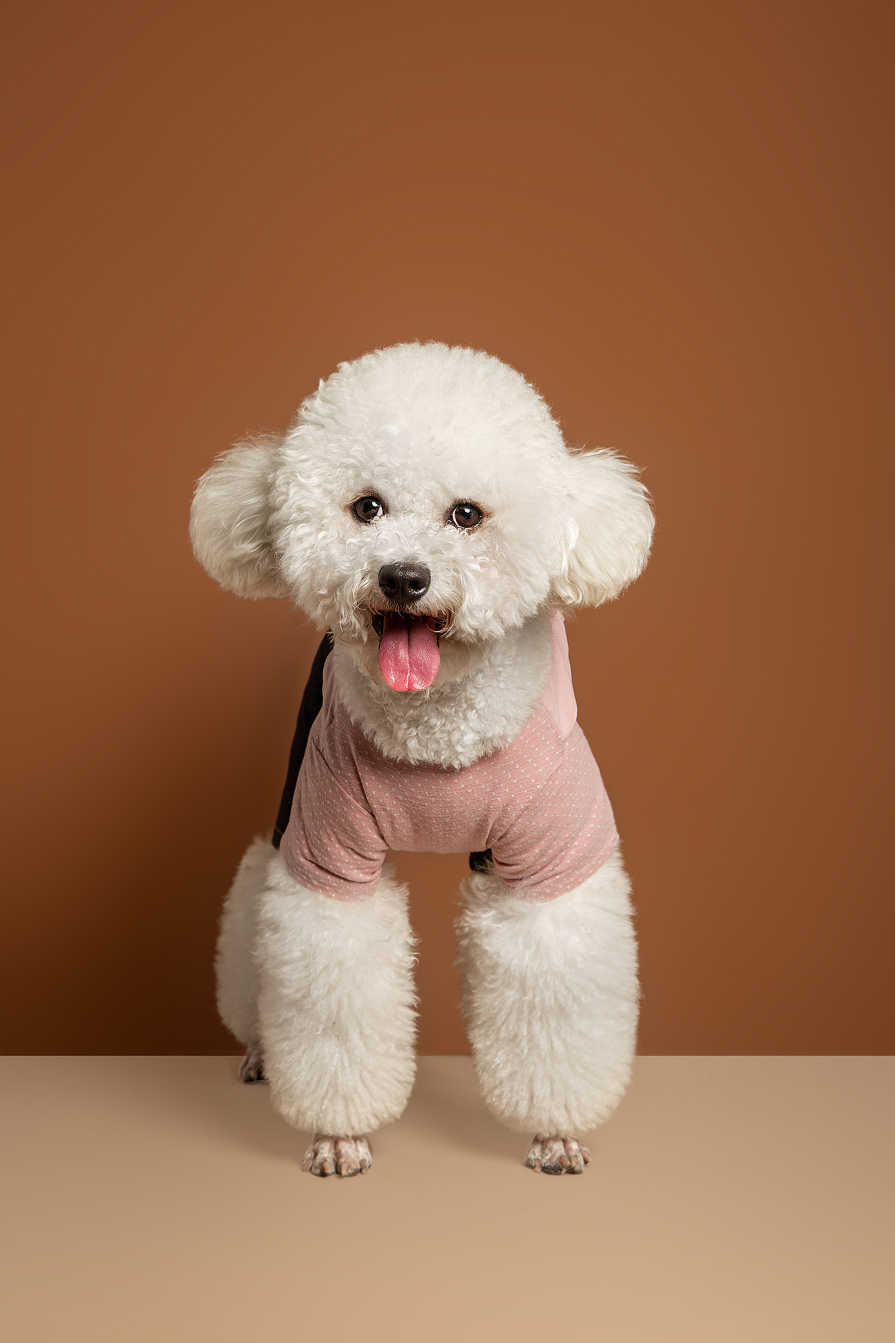 【動物照相館】合集