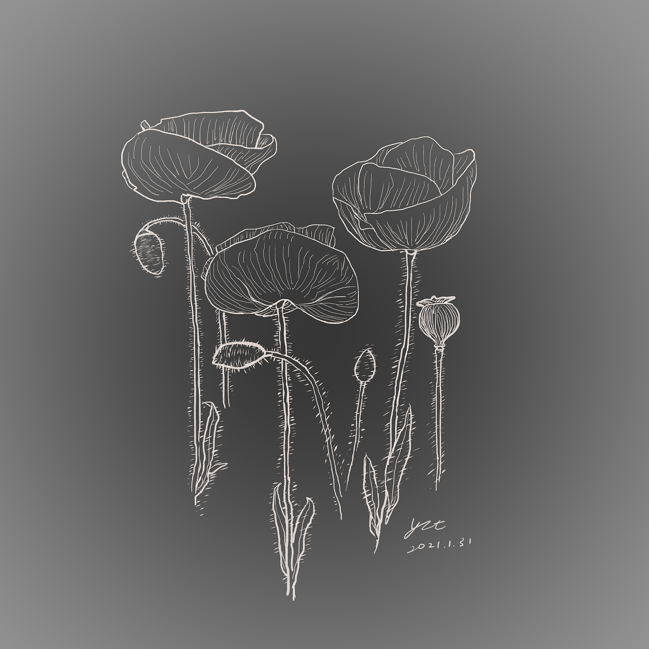 黑白罂粟花|插画|艺术插画|灰色地天空 - 原创作品 - 站酷 (zcool)