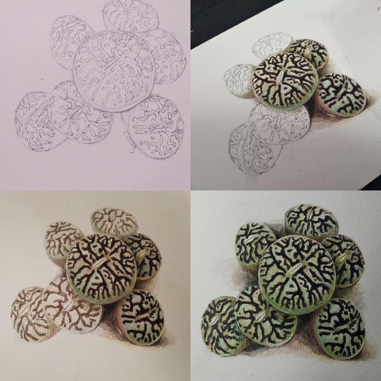 手绘多肉植物肉锥