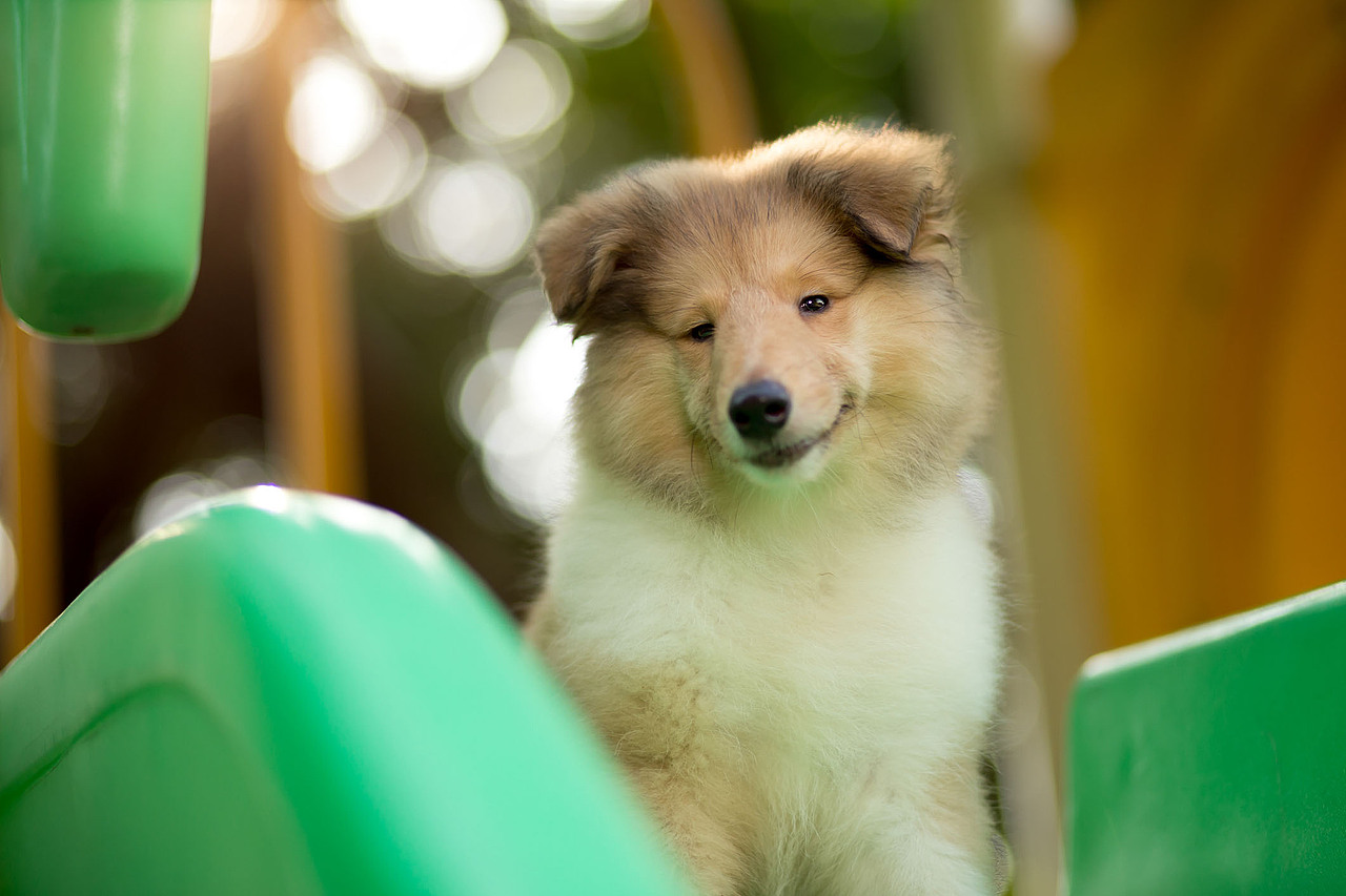 花丛中的小精灵