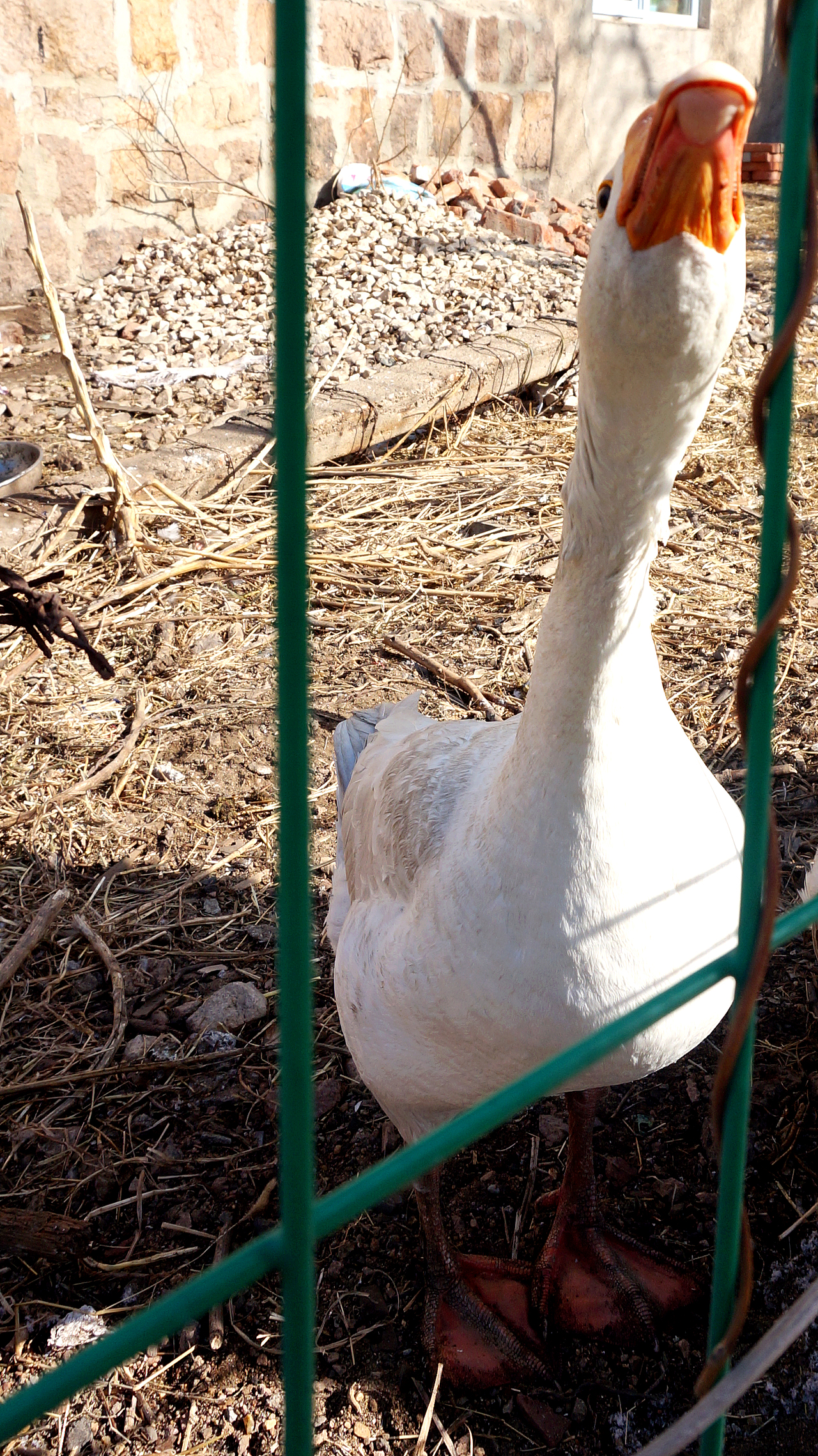 青岛西部城区④