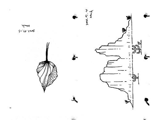 黑白线条画
