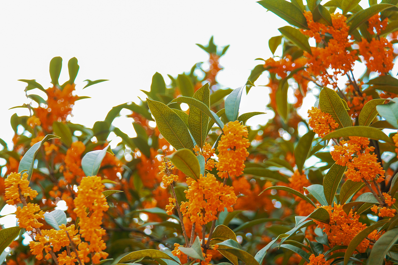 满城尽带桂花香。