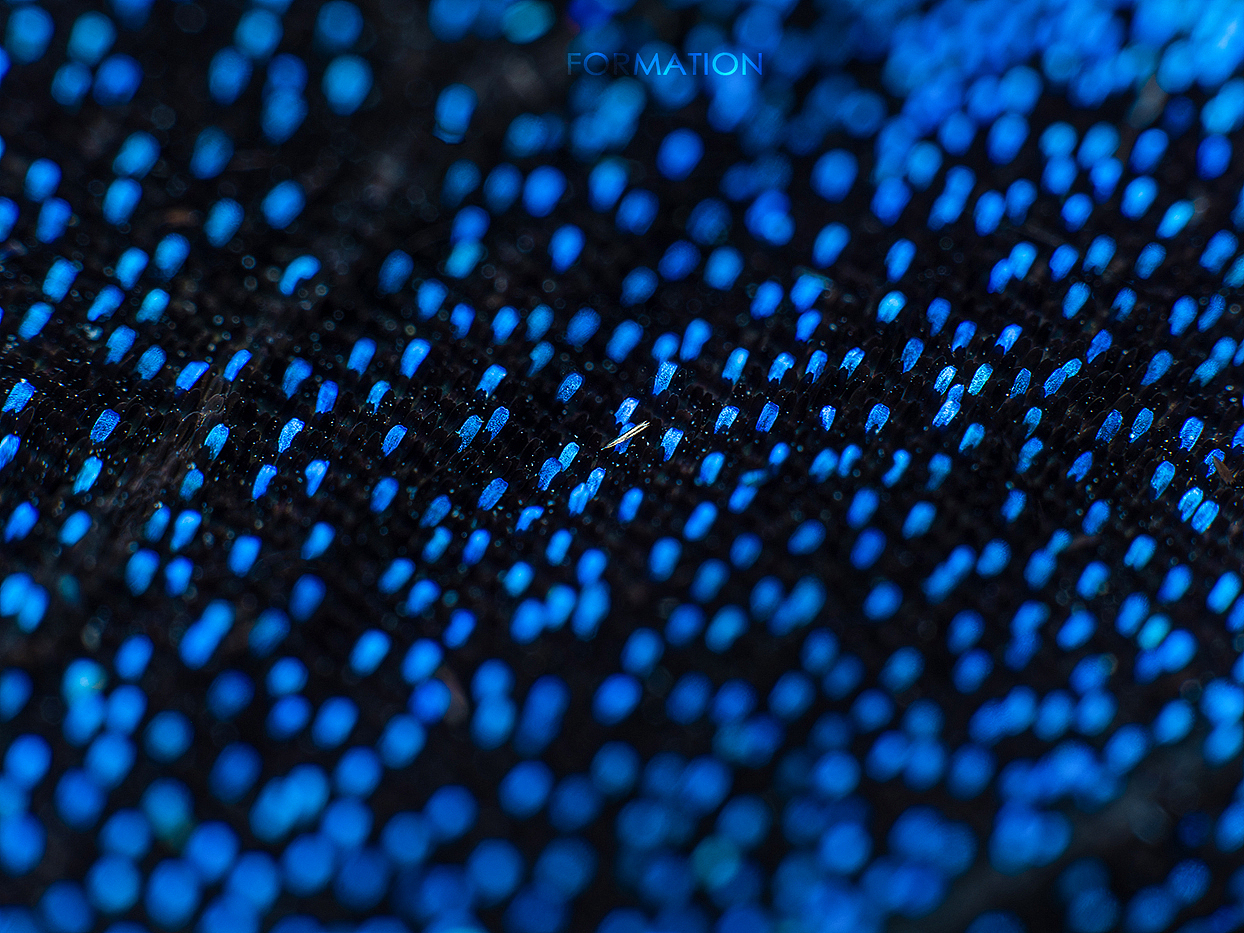 一组蝴蝶翅膀鳞片显微