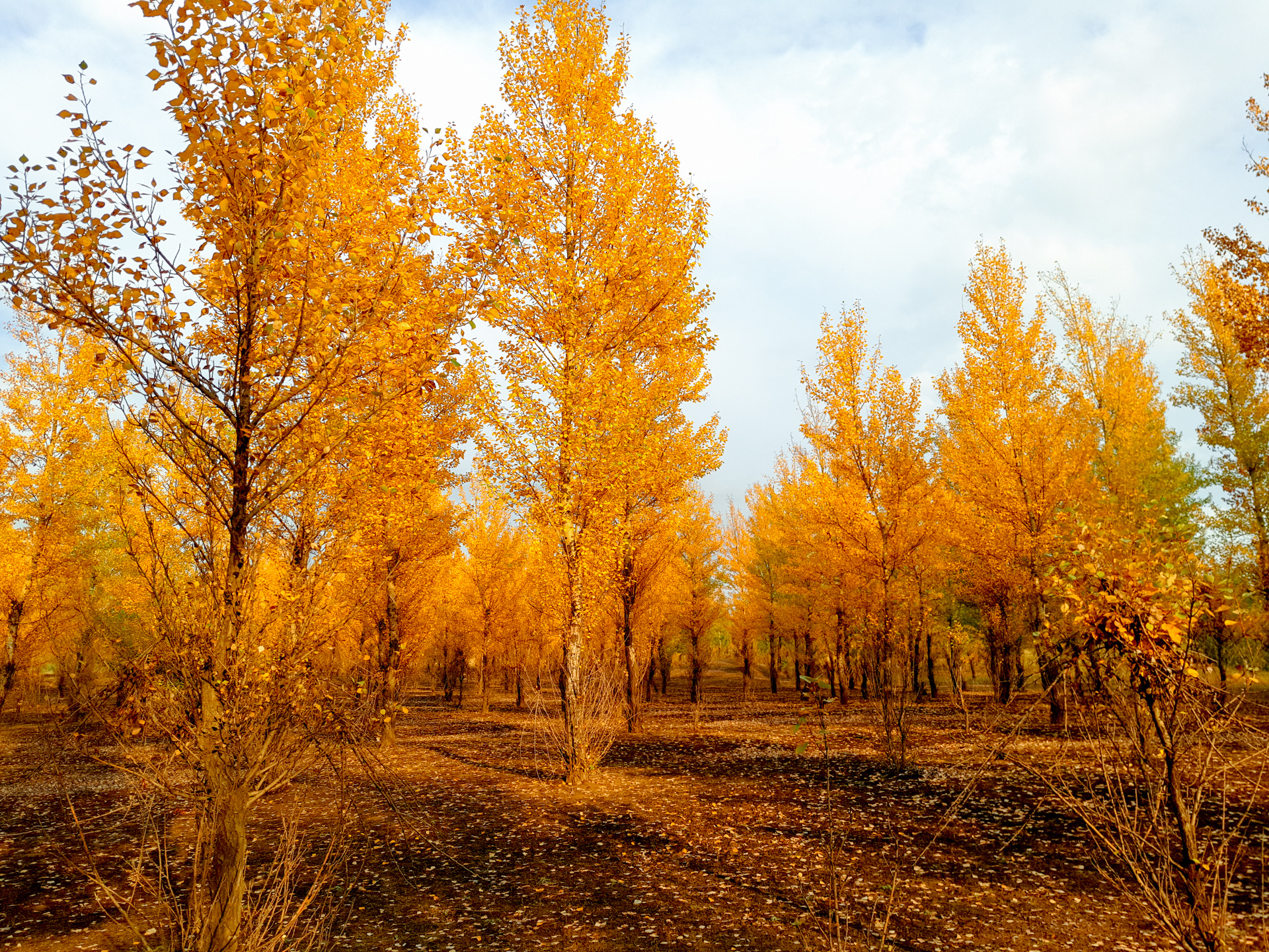 深秋的白杨树林,金黄的树冠,漂亮的纯粹
