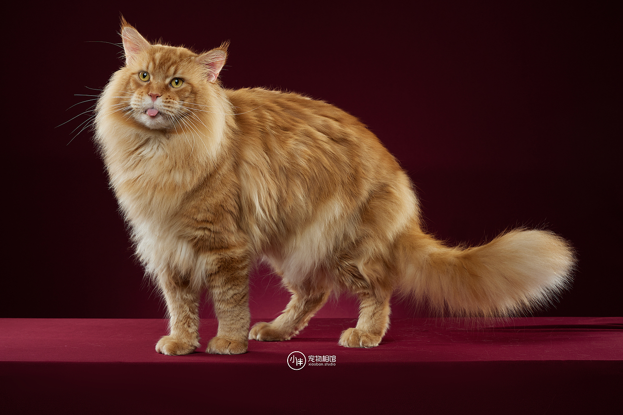 吐舌头的缅因猫