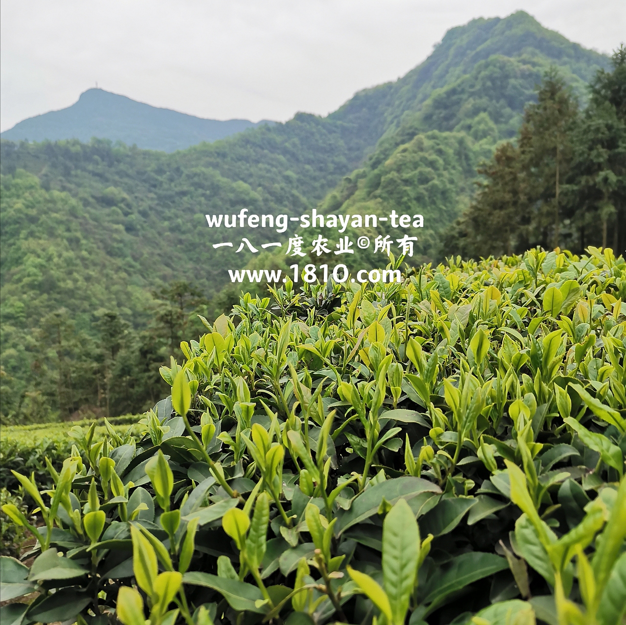 明前采茶拍摄日记（图ZMjU2NzkyNzAw） - 风光摄影 - 站酷设计师食品包装商标原创素材 - 站酷ZCOOL