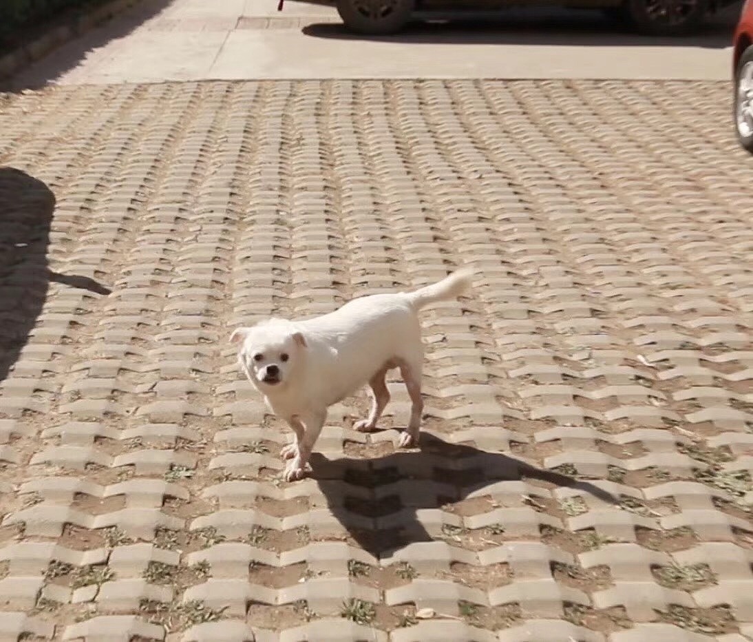 蛋蛋—绘本（图ZMTA3OTc1ODU2） - 艺术插画 - 站酷设计师一只懒77原创素材 - 站酷ZCOOL