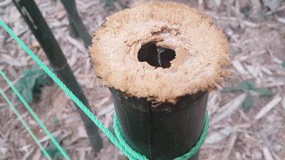 手机拍的动态花朵草木风景图片-我的植物园游