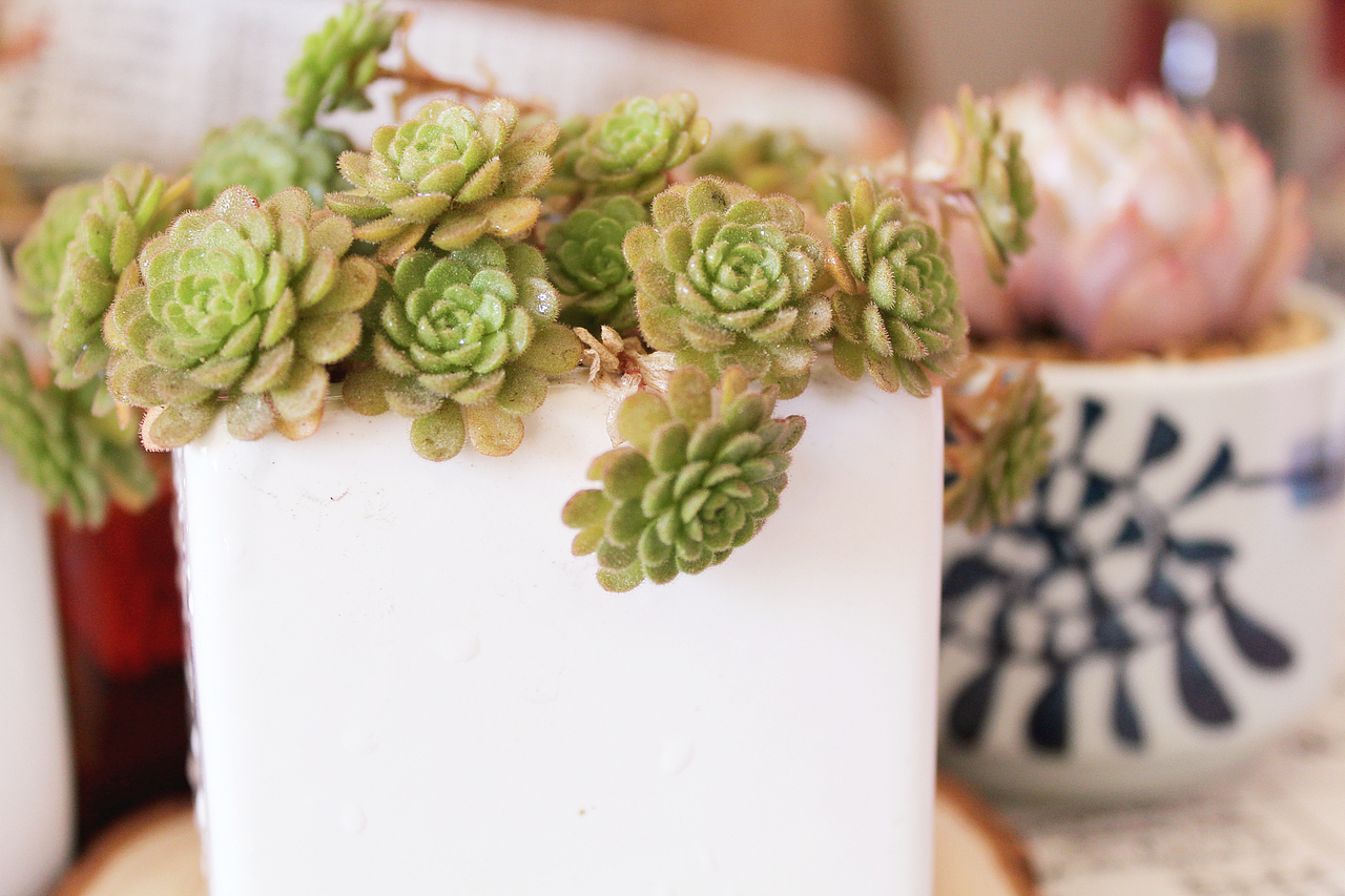 记录，一些家养的多肉（图ZNzMxNDk1NzI=） - 其他摄影 - 站酷设计师旧怨难书原创素材 - 站酷ZCOOL