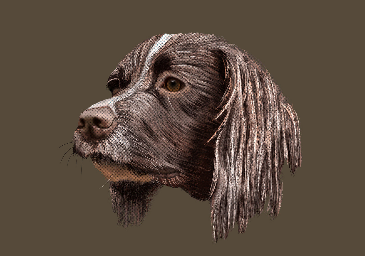 一些狗狗头~汪~（图ZMTY0NjE0MDYw） - 创作习作 - 站酷设计师君小阳原创素材 - 站酷ZCOOL