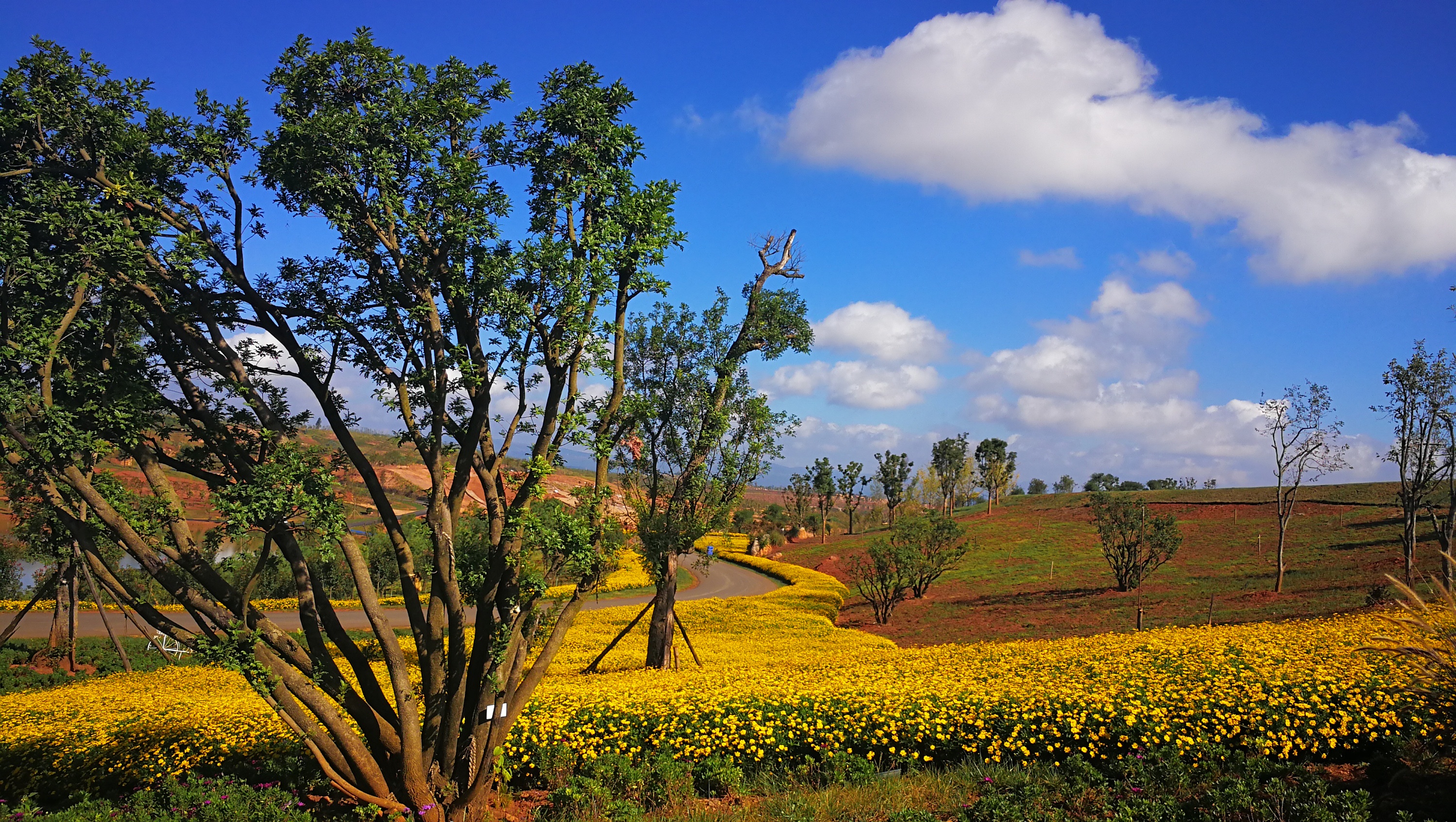 弥勒太平湖花海