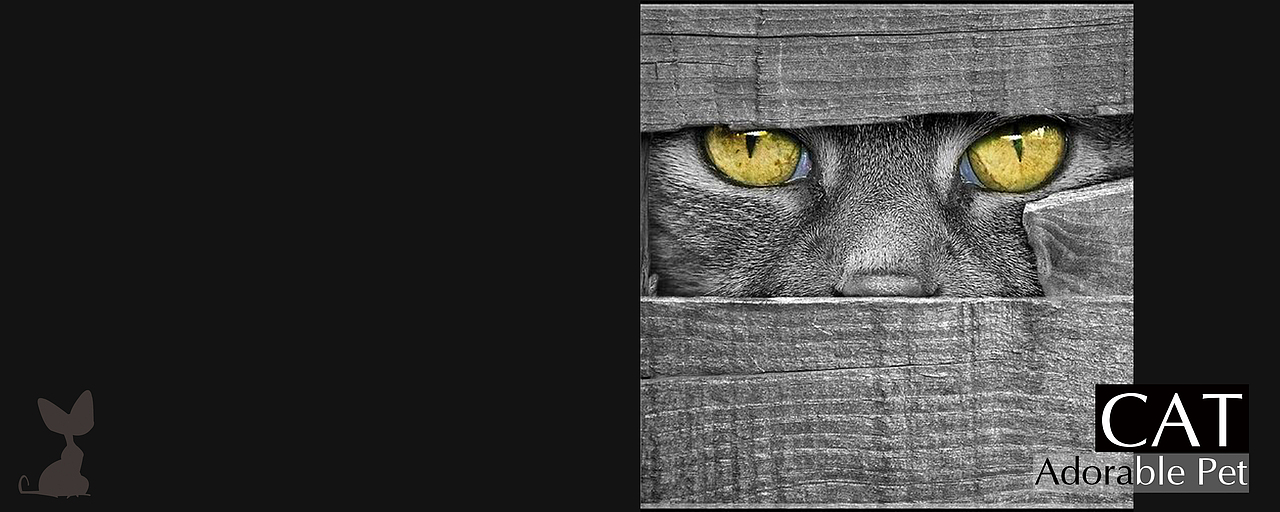 画册萌宠--猫系列