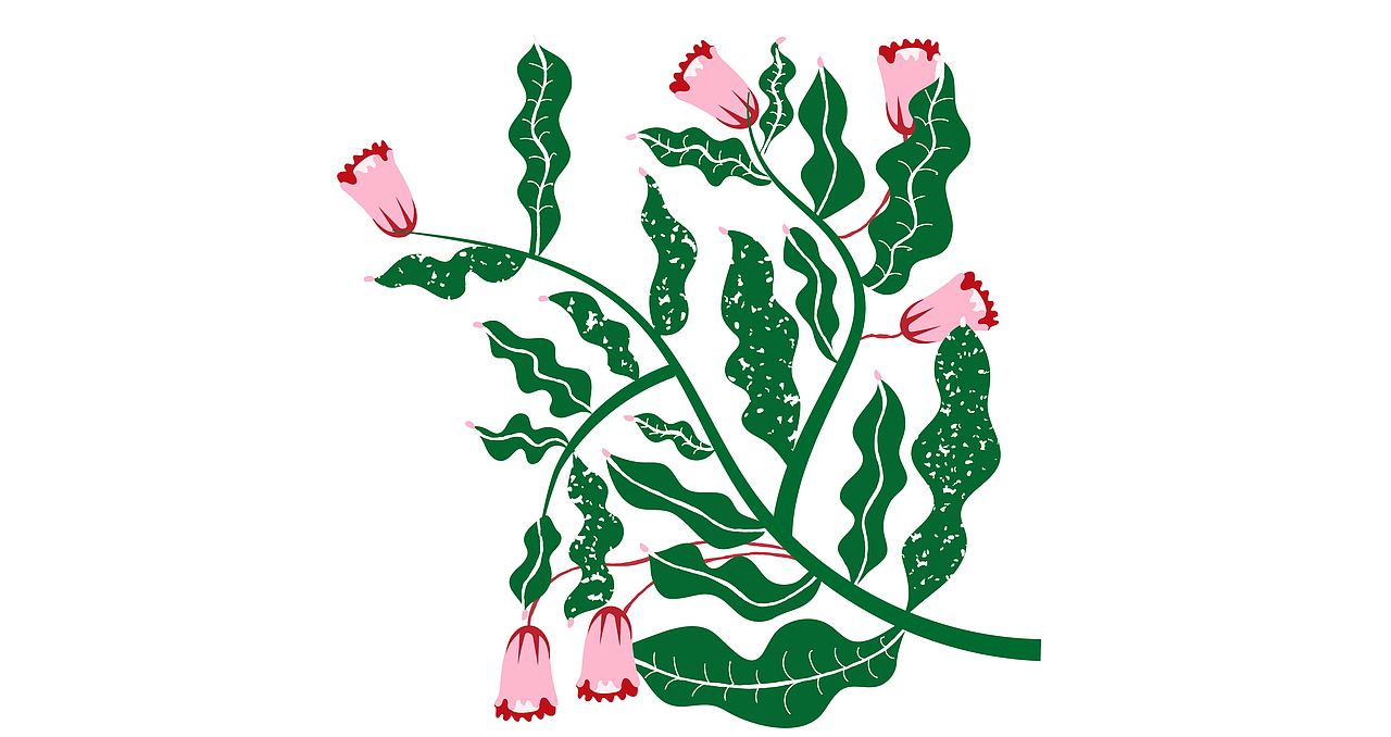 植物临摹（图ZMTQxNjAwMzcy） - 商业插画 - 站酷设计师奈斯插画原创素材 - 站酷ZCOOL