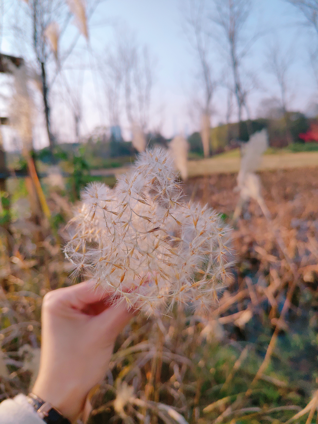 蒹葭苍苍,白露为霜