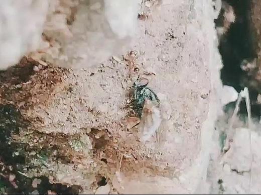《微世界记录-勤劳的蚂蚁》——手机随手拍