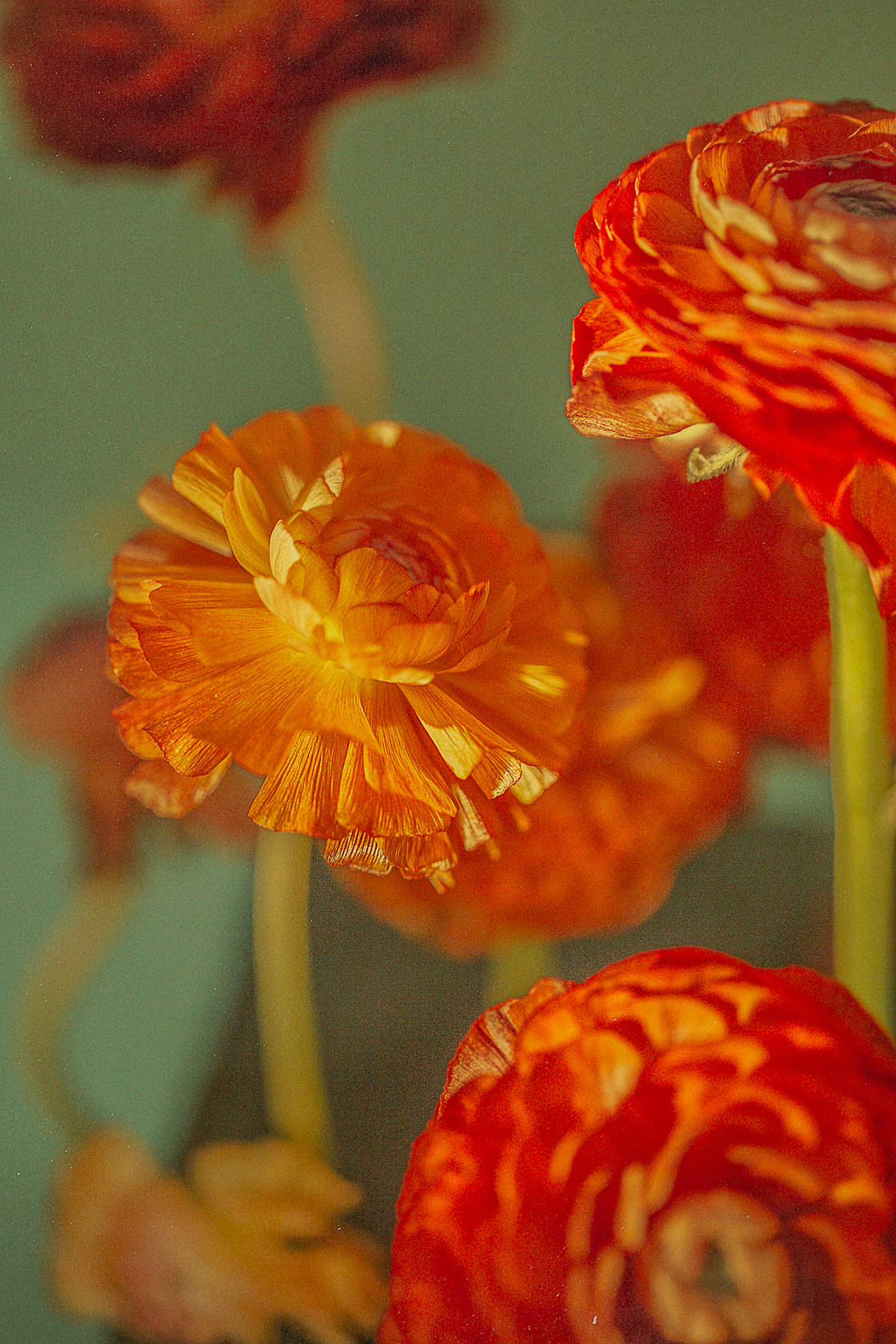 绿/花（图ZMTgzMTc4ODQ0） - 产品摄影 - 站酷设计师刘佩相_koto原创素材 - 站酷ZCOOL