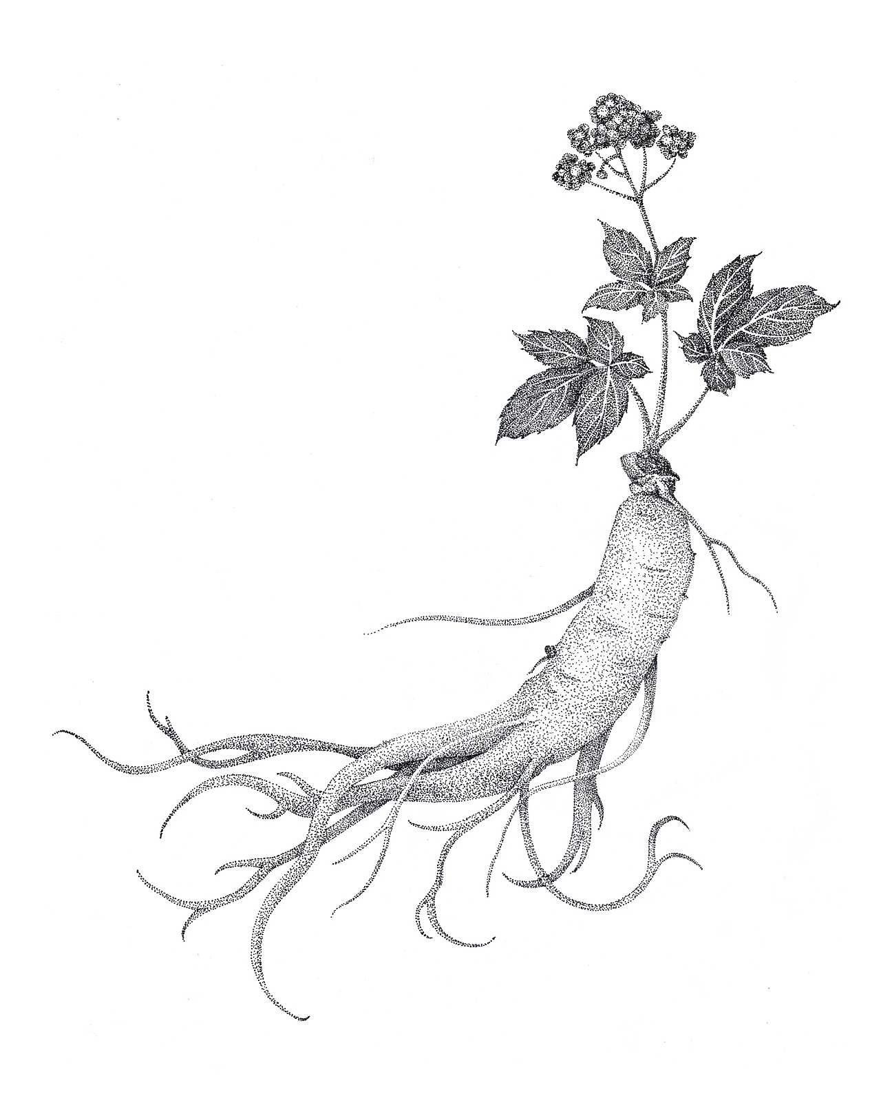 人参饼干系列包装插画（图ZMTAyODQwNjI0） - 商业插画 - 站酷设计师云兮艺术原创素材 - 站酷ZCOOL