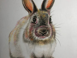《我的彩铅画兔子》