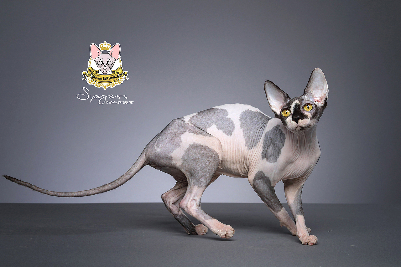 SPYZOO猫赛猫照片之「斯芬克斯无毛猫」（图ZMTY0MDc1ODIw） - 宠物摄影 - 站酷设计师spyzoo原创素材 - 站酷ZCOOL