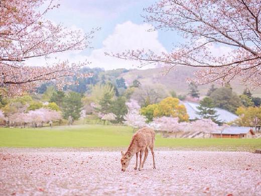 日本东京富士山一日游
