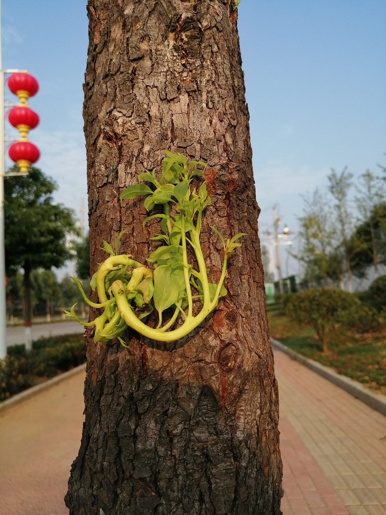 新芽（图ZMTgwNDI4NzY0） - 产品摄影 - 站酷设计师晓鹃原创素材 - 站酷ZCOOL