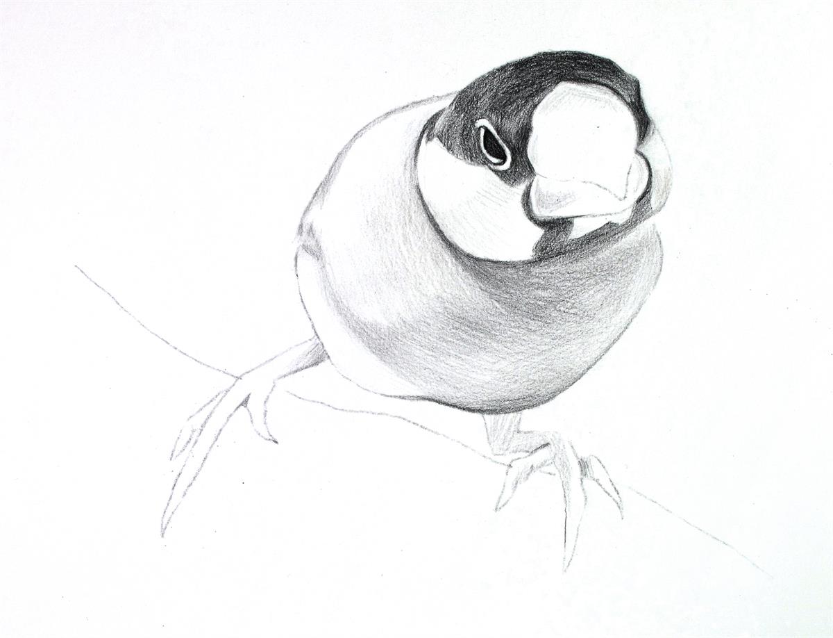 彩色铅笔画步骤教程:灰色文鸟的画法