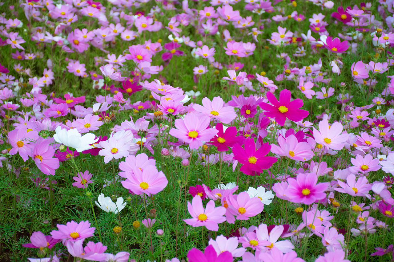 粉色波斯菊的花语图片
