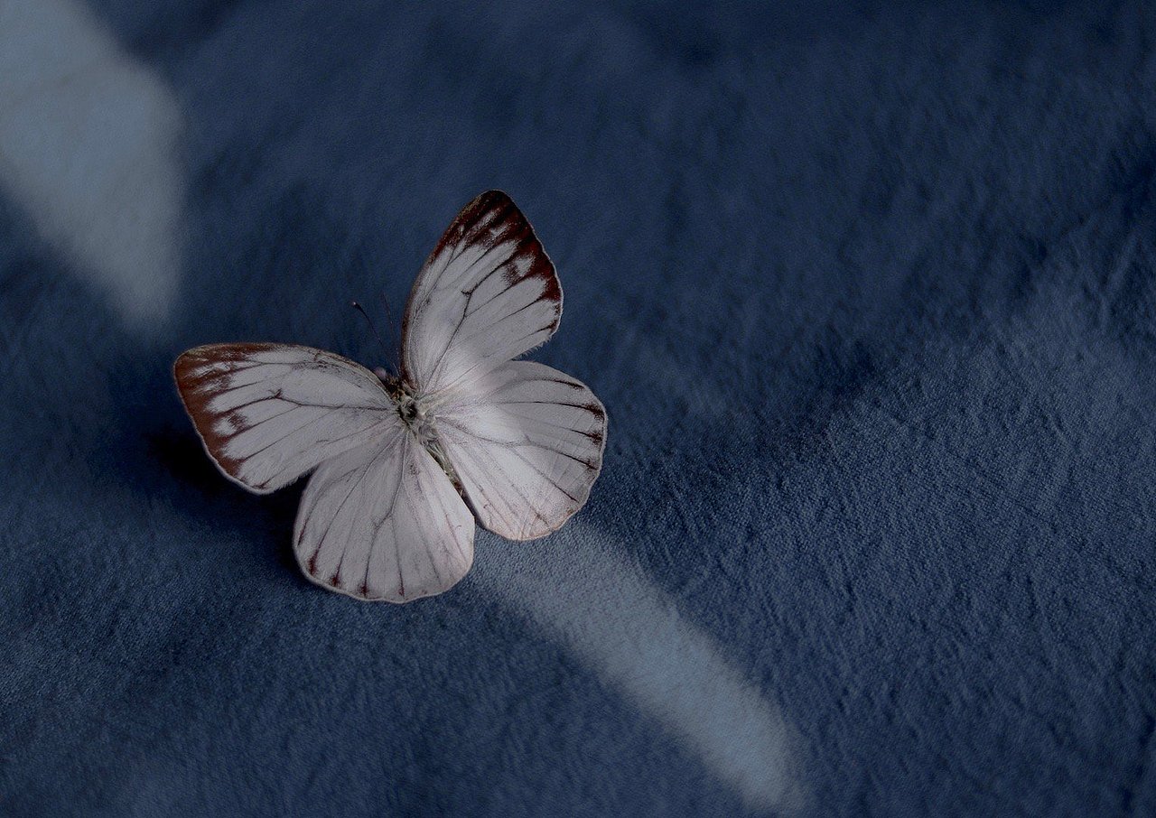 小红帽与大灰狼（图ZMjkwNjA1ODQw） - 动画片 - 站酷设计师Guo巧儿原创素材 - 站酷ZCOOL