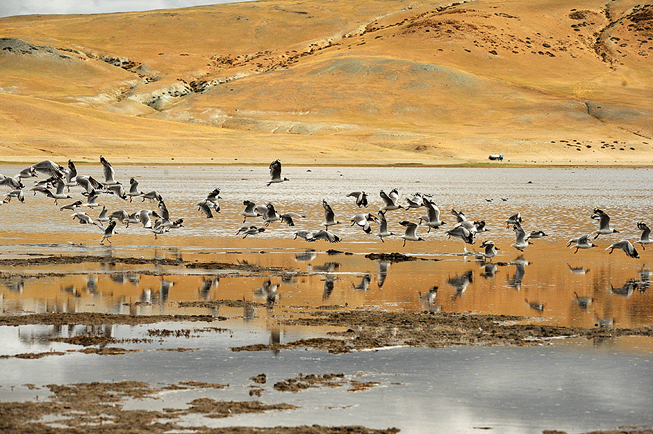 每个人眼中的阿里（图ZNTU3NTY1NTY=） - 风光摄影 - 站酷设计师此心向风原创素材 - 站酷ZCOOL