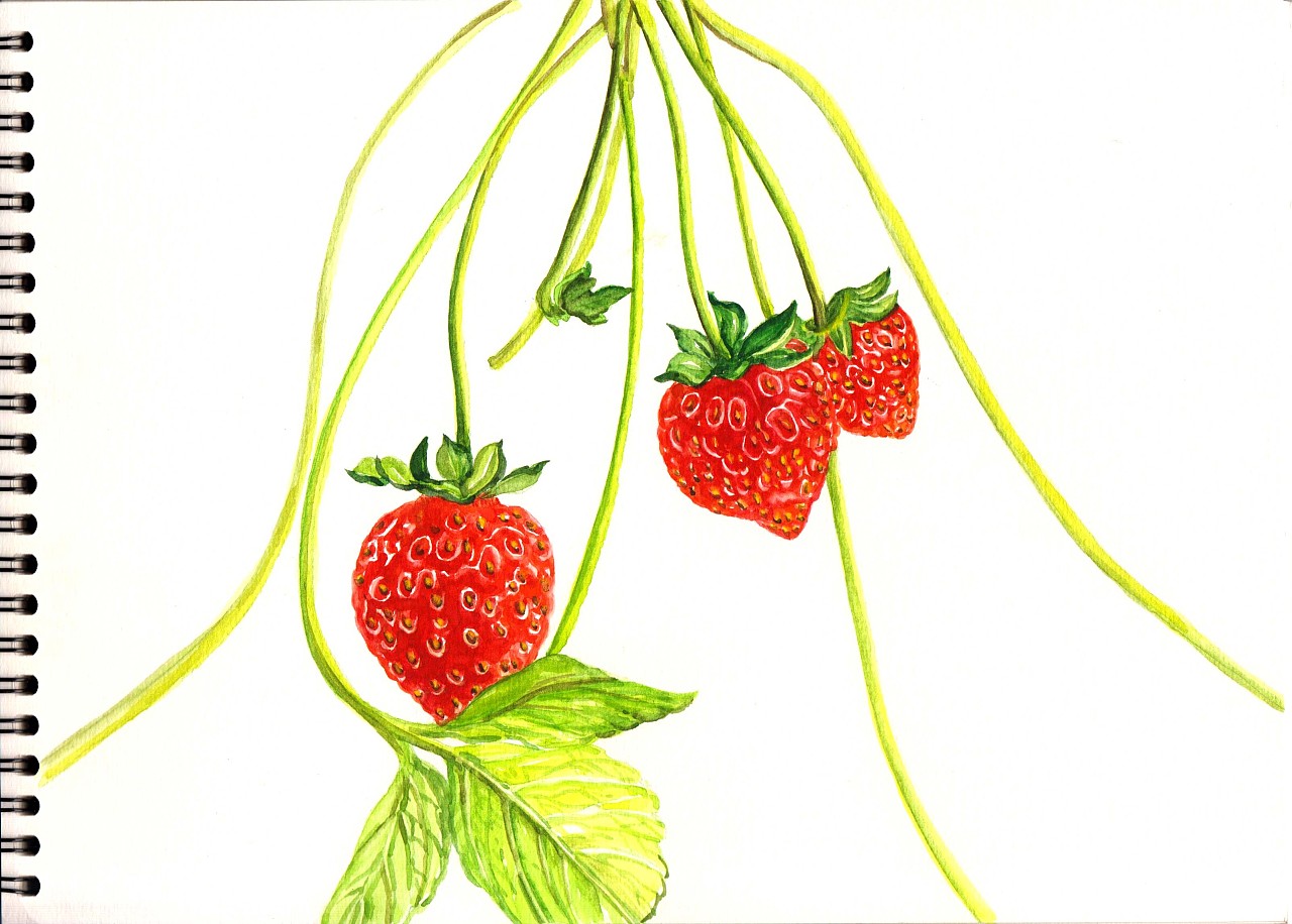 漂亮儿童美术画 简笔画草莓的画法详细步骤 肉丁儿童网
