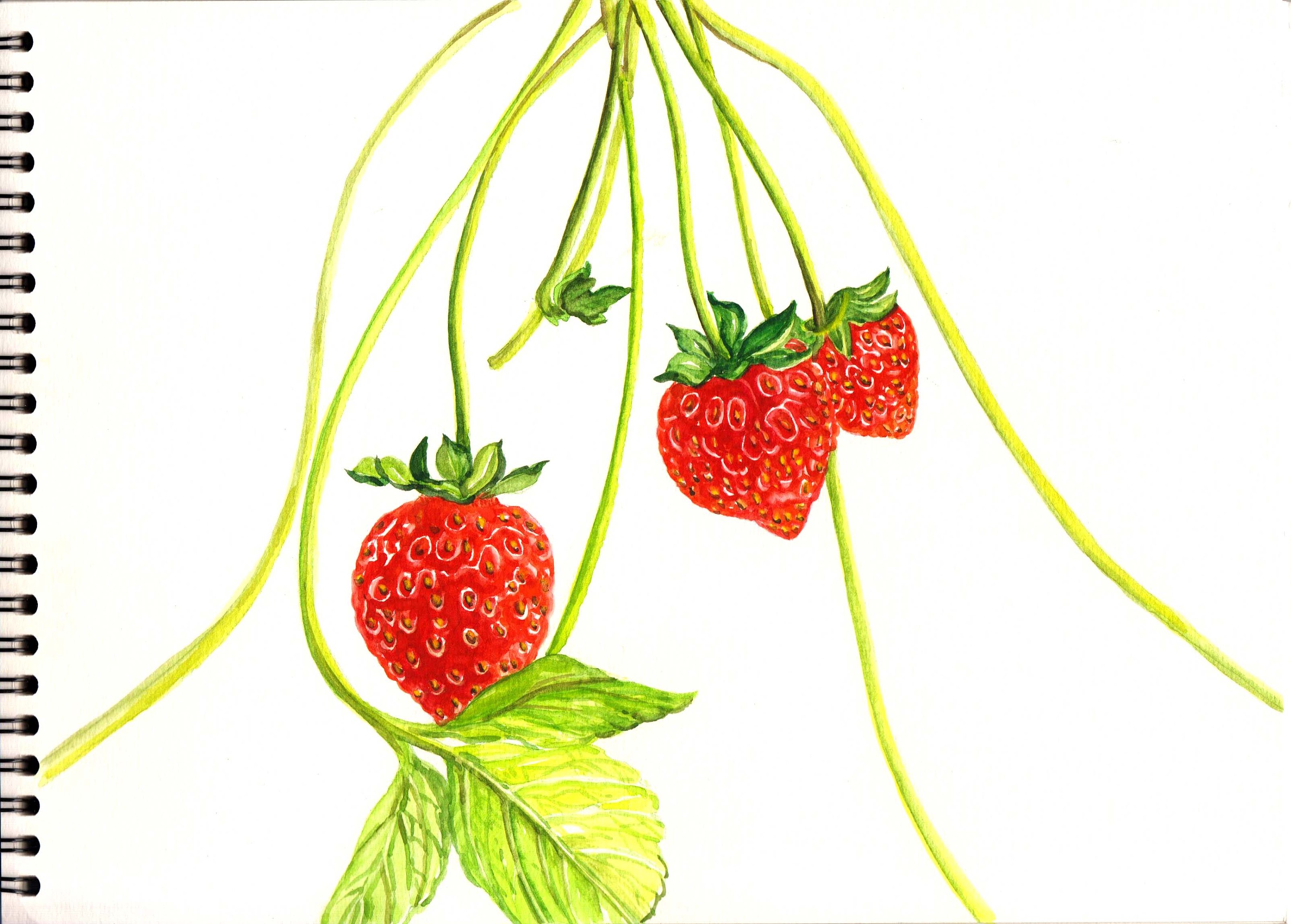 幼儿1一9岁美术 创意简笔画草莓怎么画步骤图（棘龙简笔画大全） - 有点网 - 好手艺