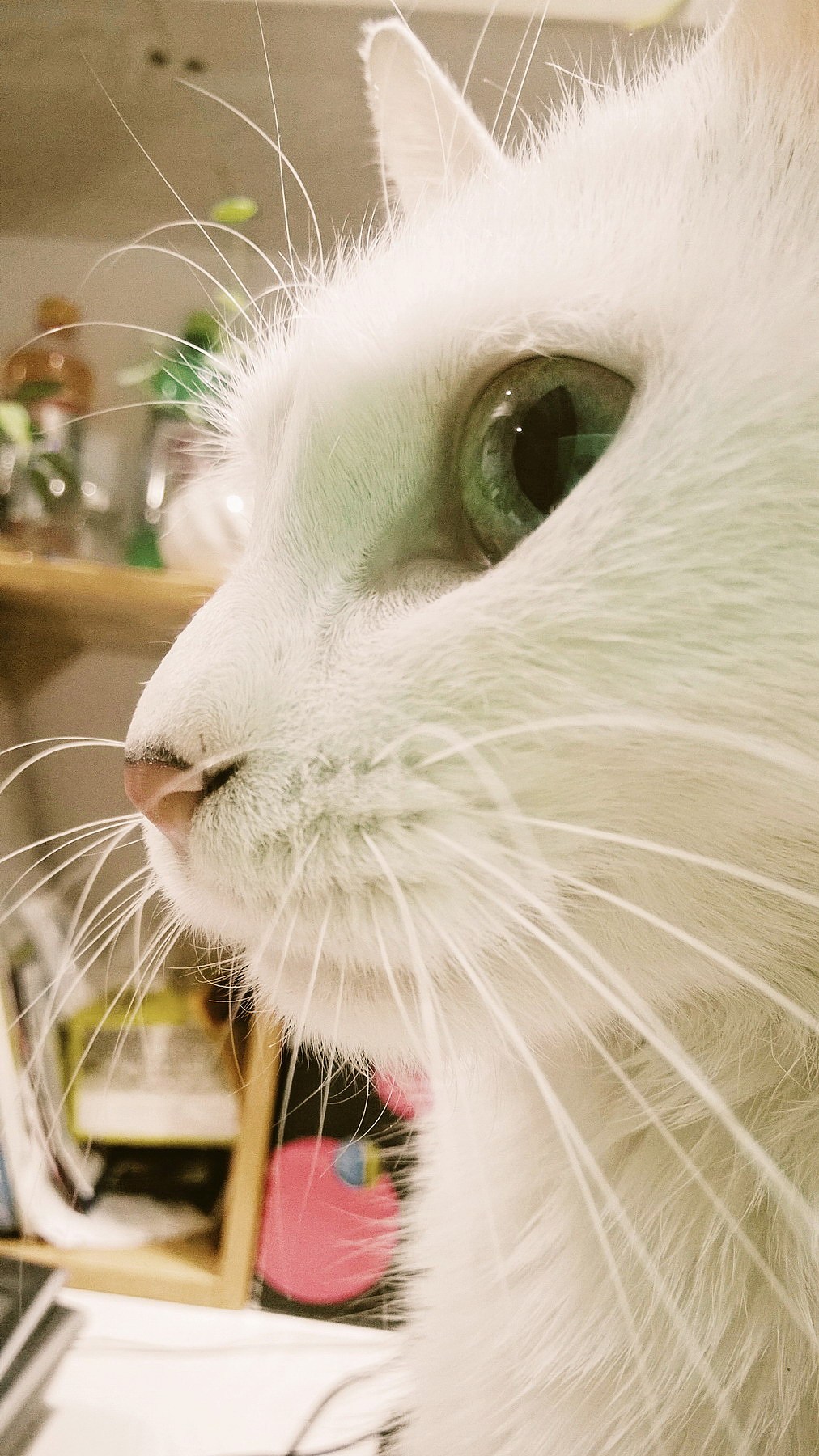 高冷喵~糖糖（图ZMjU1Mzk1MzY=） - 其他 - 站酷设计师Banana大王原创素材 - 站酷ZCOOL