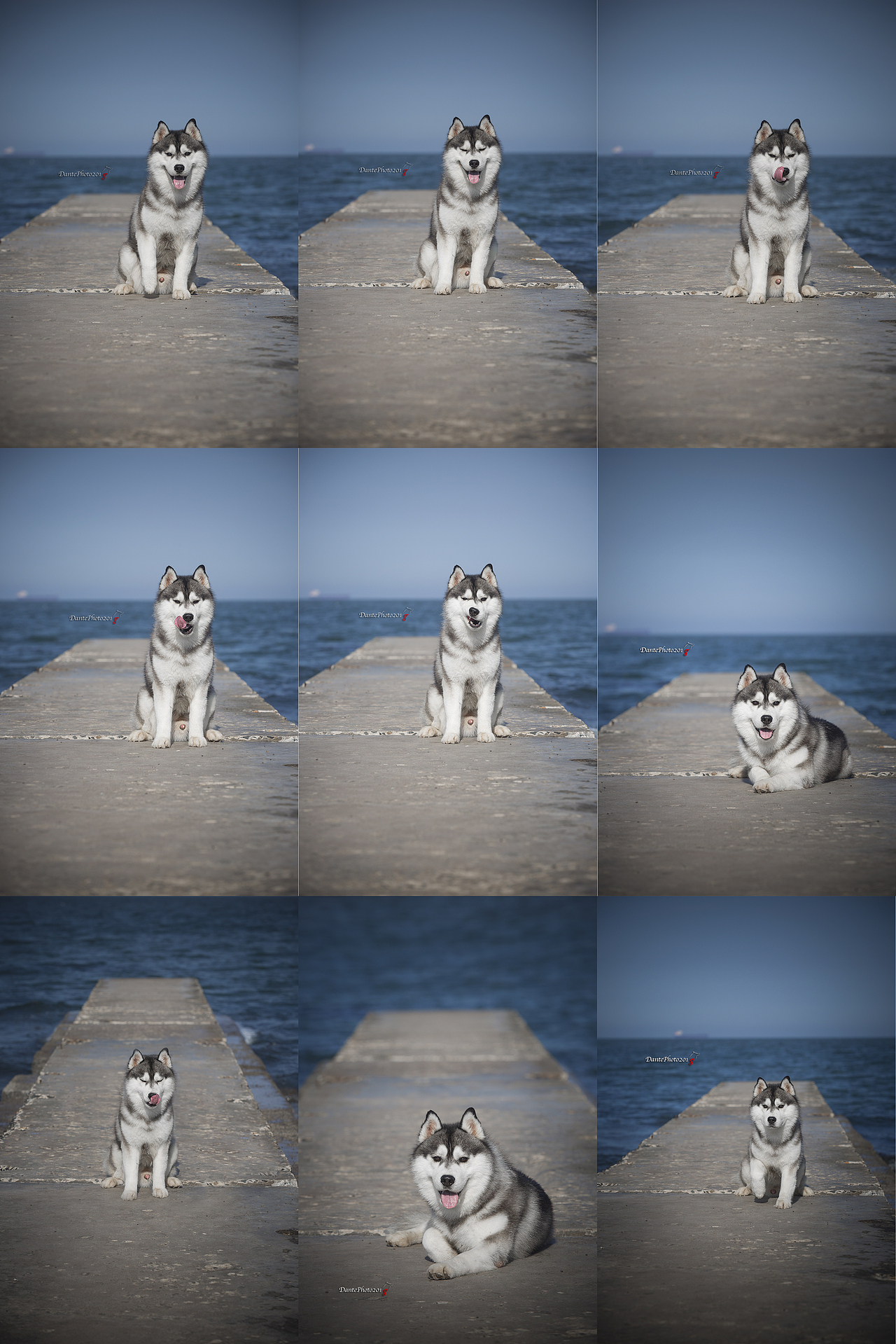 往我包上撒尿的混球表情包