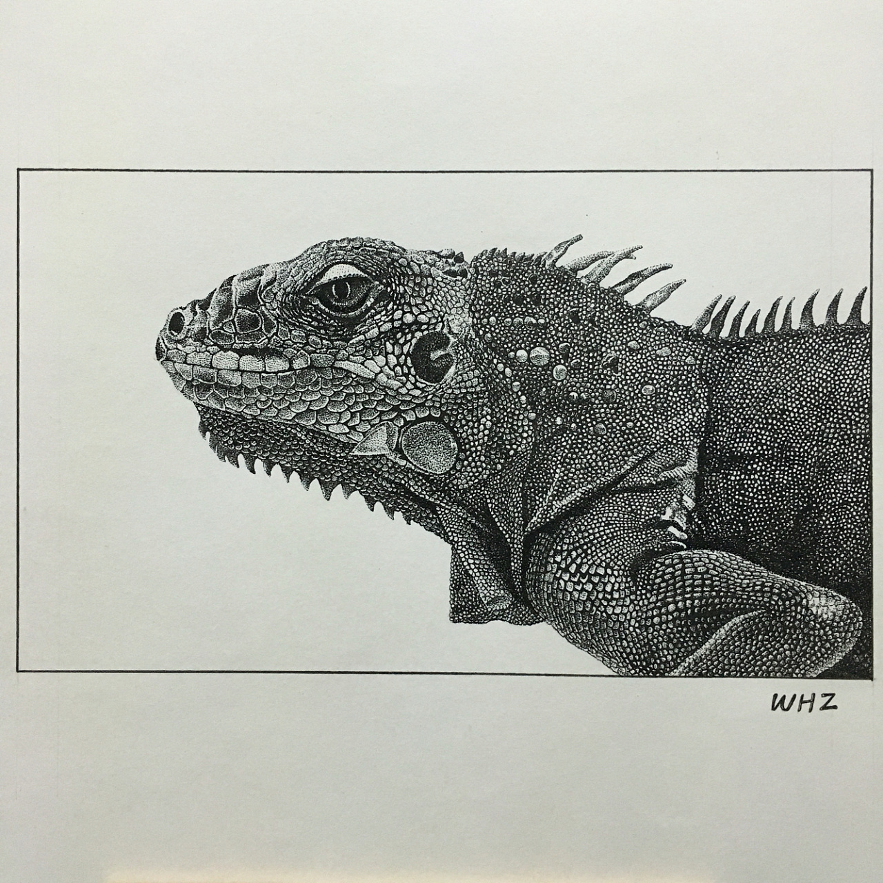 蜥蜴/点绘