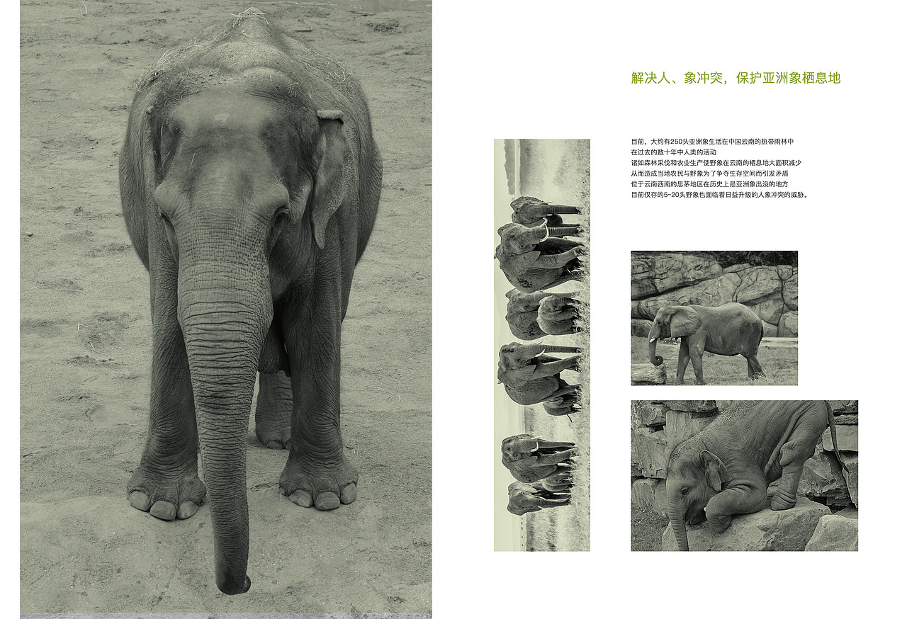 画册-保护动物（图ZOTU2MzM0Mjg=） - 书籍/画册 - 站酷设计师草莓味的猫er原创素材 - 站酷ZCOOL
